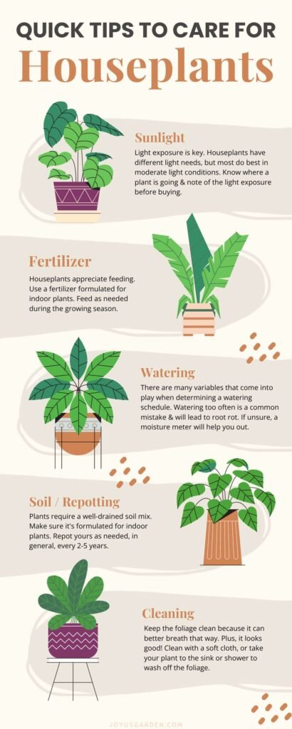 Tips for Indoor Plant Care