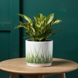 seagrass pot (indoore outdoor)